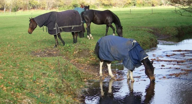 Agua para Caballos: Cuánta Necesitan al Día