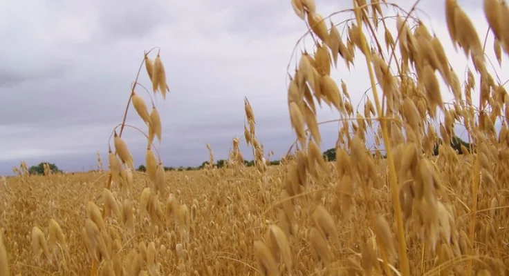 Avena para Caballos: Beneficios, Tipos y Dosis