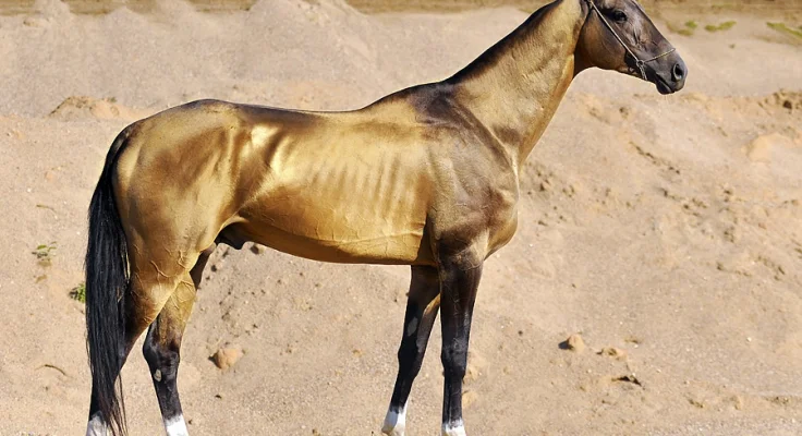 Akhal-Teke: El Caballo Dorado de Turkmenistán