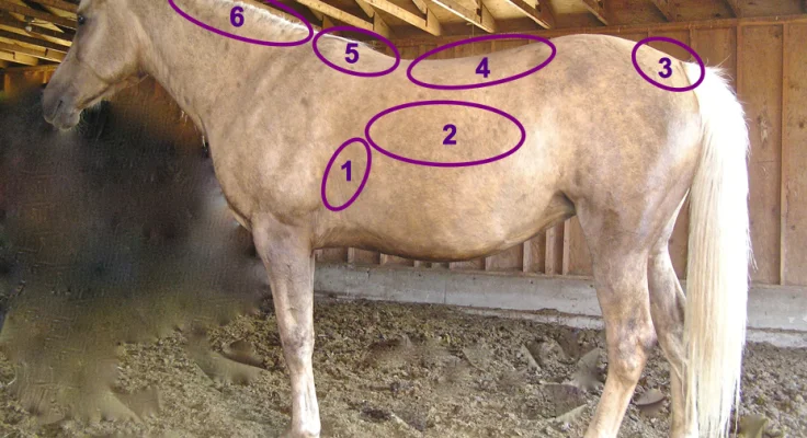 Condición Corporal del Caballo: Cómo Evaluarla Correctamente
