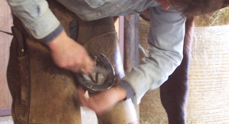 Cuidado de los cascos del caballo: guía completa