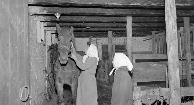 Cuidado del Caballo: Guía Completa para Principiantes