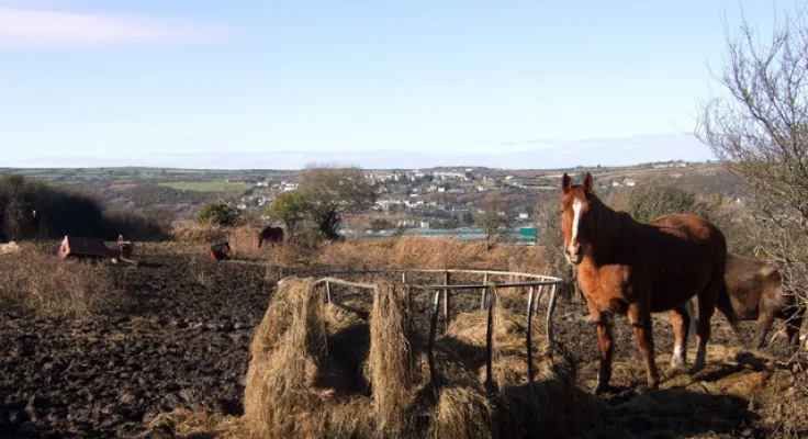Heno para Caballos: Tipos y Calidad