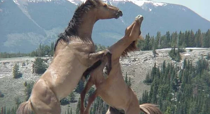 Jerarquía y Dominancia en Manadas de Caballos