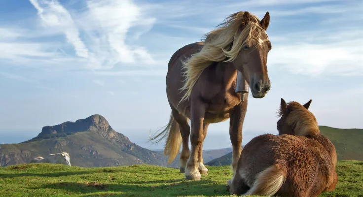 Memoria del Caballo: Cuánto Recuerdan y Cómo Funciona