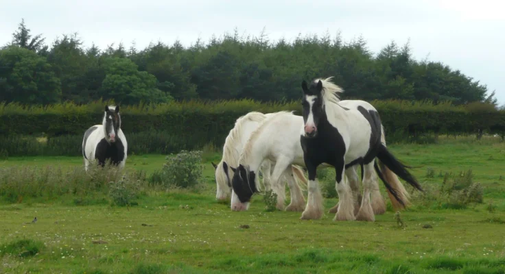 Pasto y Hierba para Caballos: Guía de Cuidados