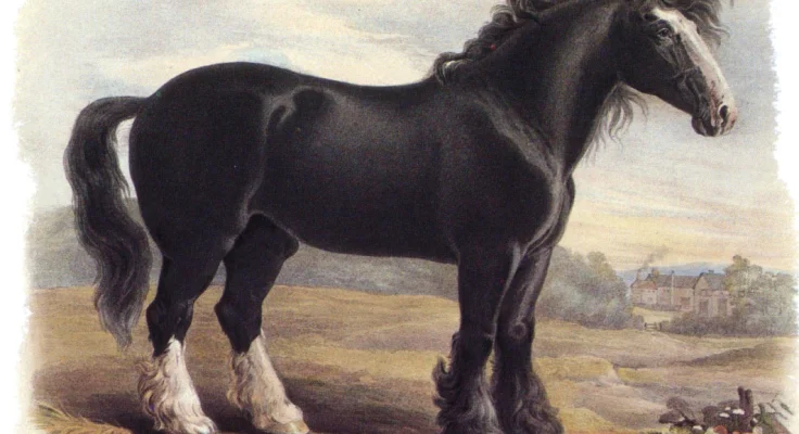 Razas de caballos negros: guía completa