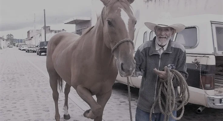 Ronzal para Caballo: Guía Completa de Elección y Uso
