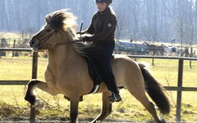 Andadura — 🐎 Movimientos y aires