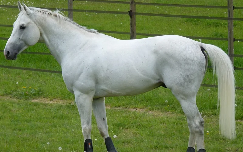 Anglo-árabe — 🧬 Razas y genética