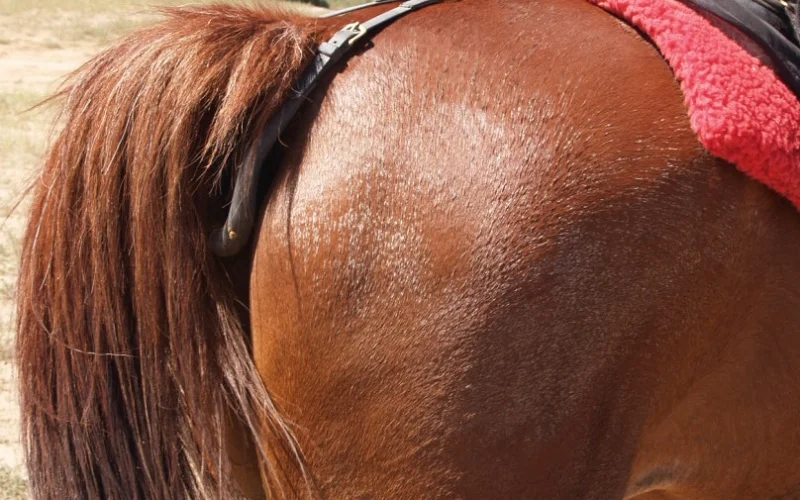 Baticola — 🪖 Equipamiento