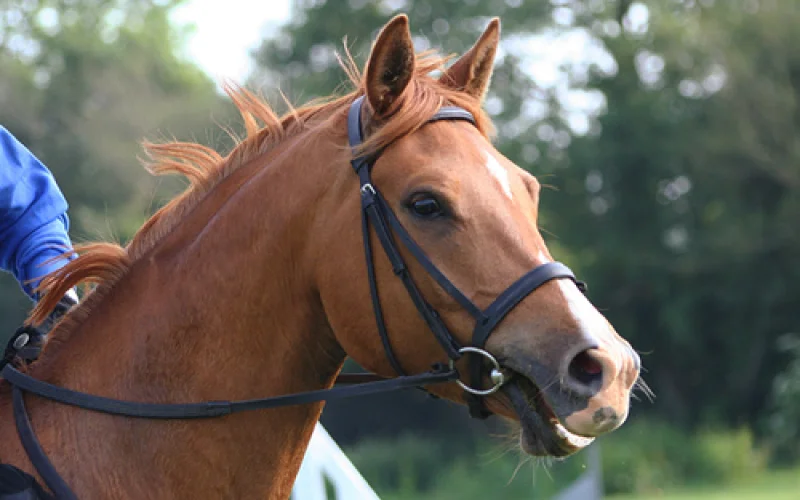 Bocado — 🪖 Equipamiento