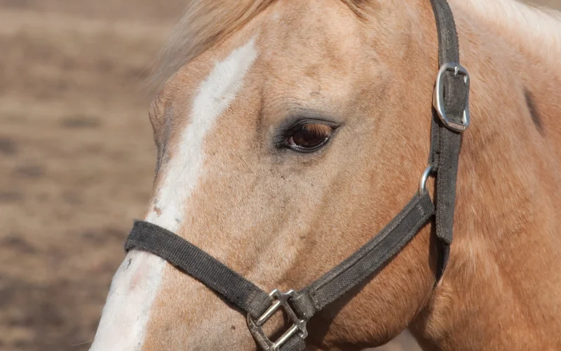 Cabezada — 🪖 Equipamiento