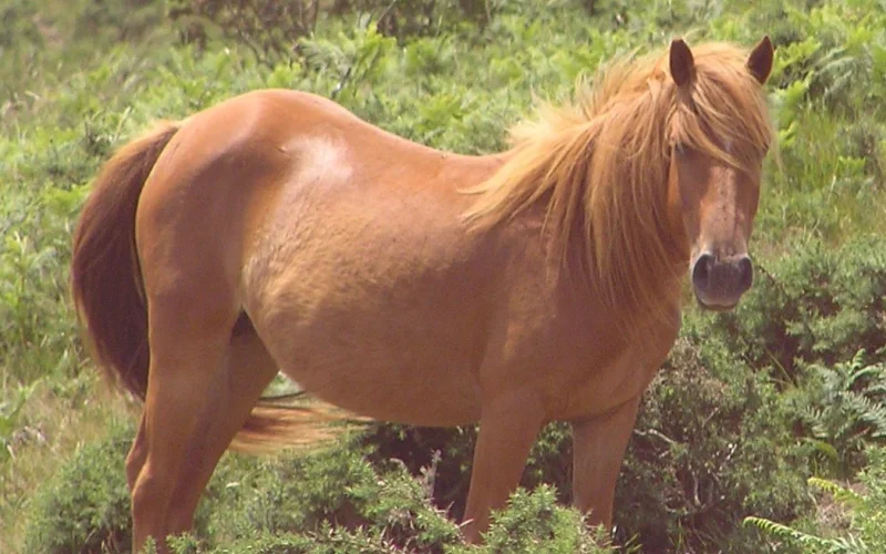 Capa alazán — 🎨 Capas y colores