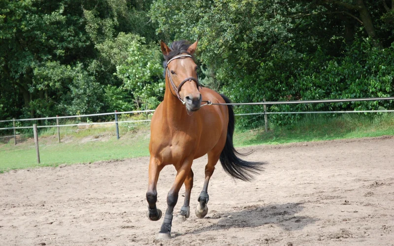 Capa baya — 🎨 Capas y colores