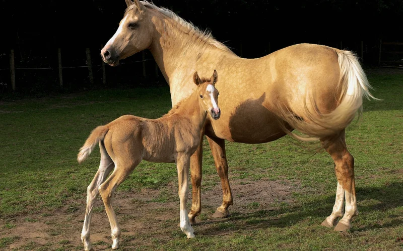 Capa palomina — 🎨 Capas y colores