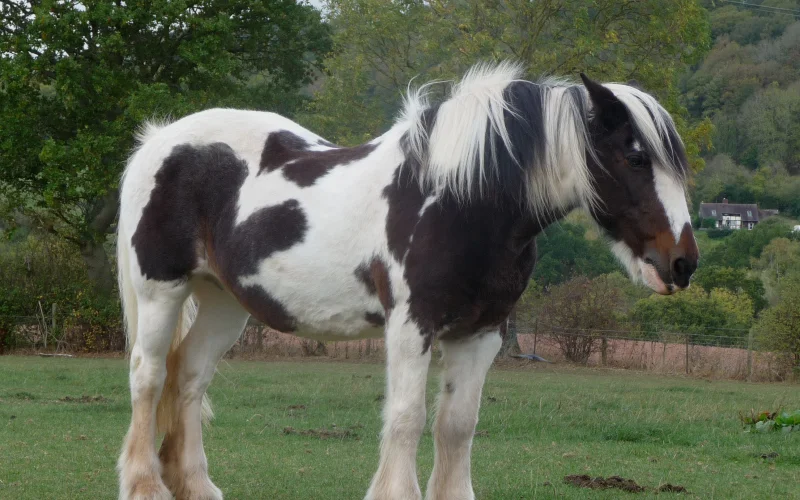 Capa picazo — 🎨 Capas y colores