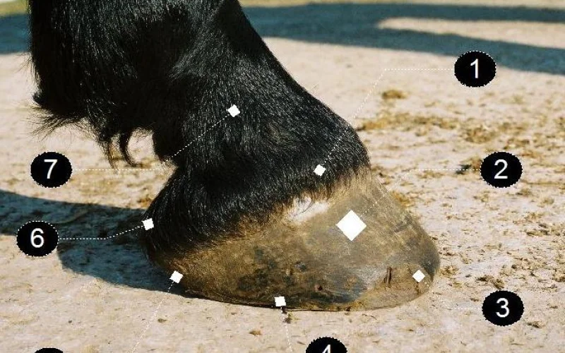 Casco equino — 🦴 Anatomía