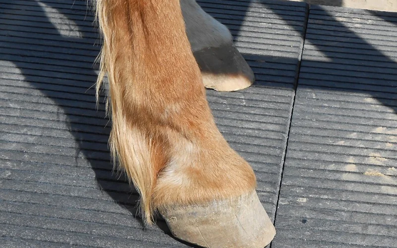 Cernejas — 🦴 Anatomía