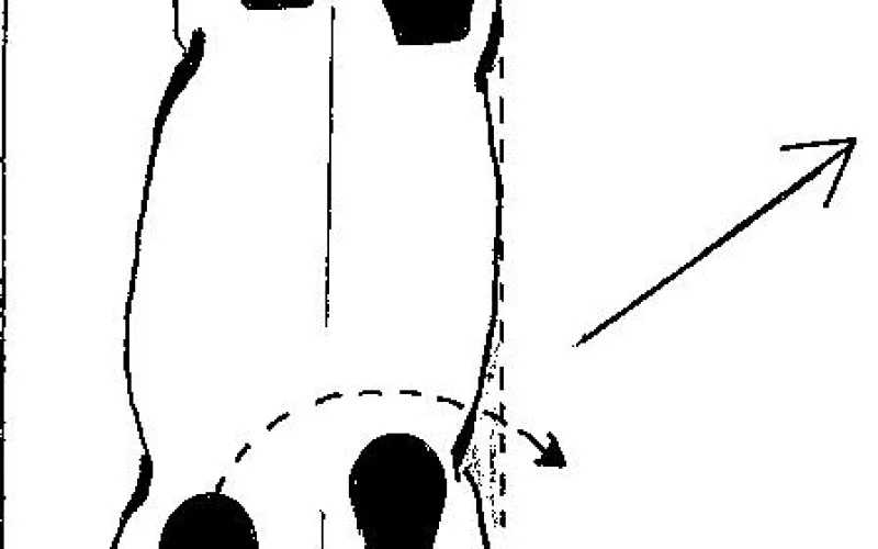 Cesión a la pierna — 🐎 Movimientos y aires