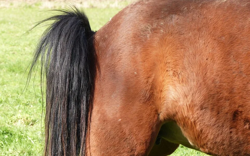 Cola del caballo — 🦴 Anatomía