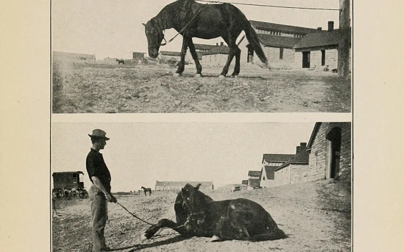 Cólico equino — 🩺 Cuidados y salud