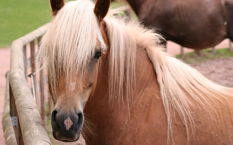 Copete — 🦴 Anatomía