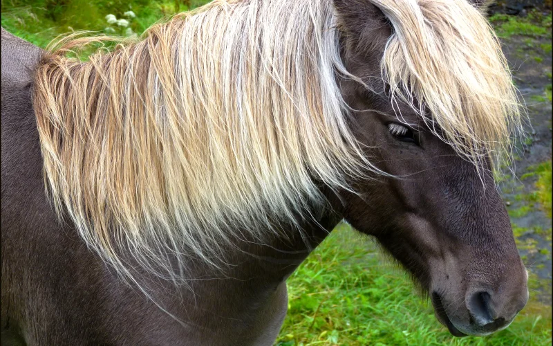 Crin — 🦴 Anatomía