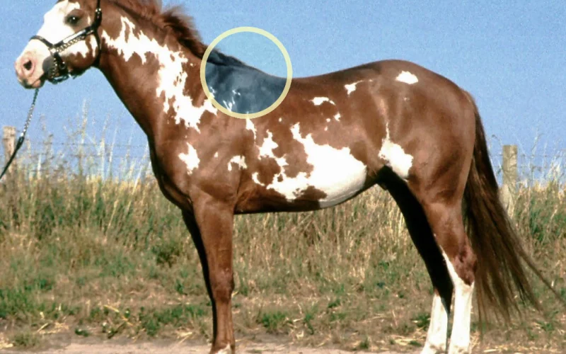 Cruz del caballo — 🦴 Anatomía