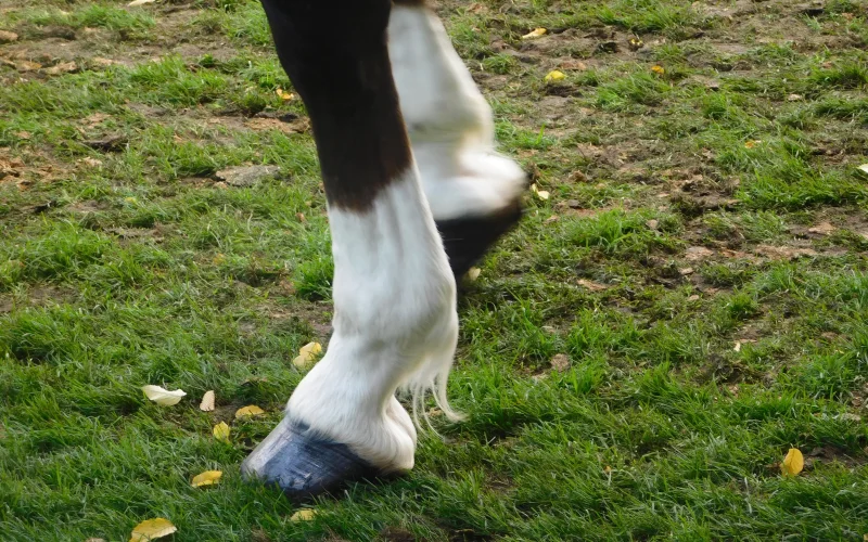 Cuartilla — 🦴 Anatomía