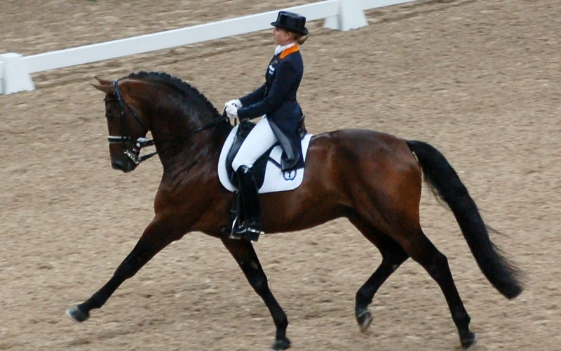 Doma clásica — 🏆 Disciplinas