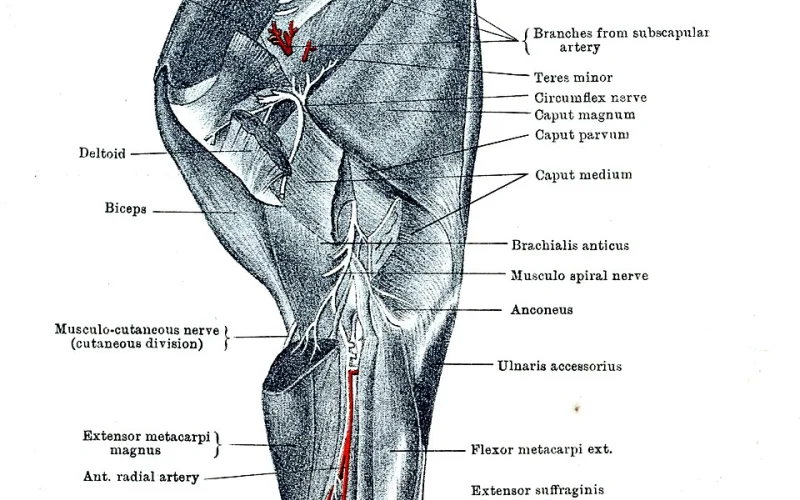 Encuentro — 🦴 Anatomía