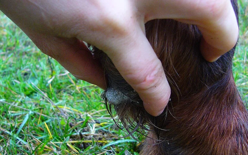 Espolón — 🦴 Anatomía