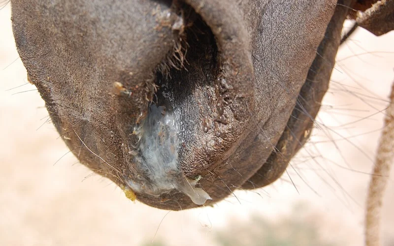 Gourme — 🩺 Cuidados y salud