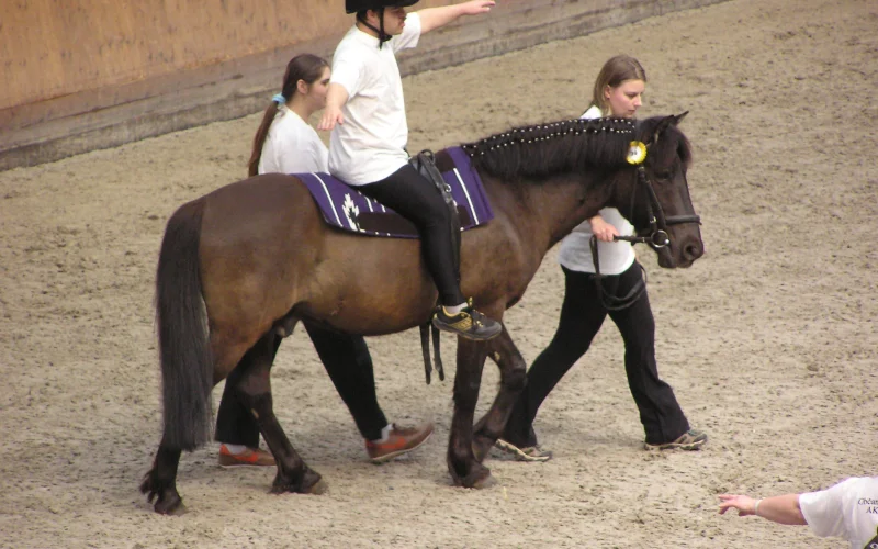 Hipoterapia — 🏆 Disciplinas