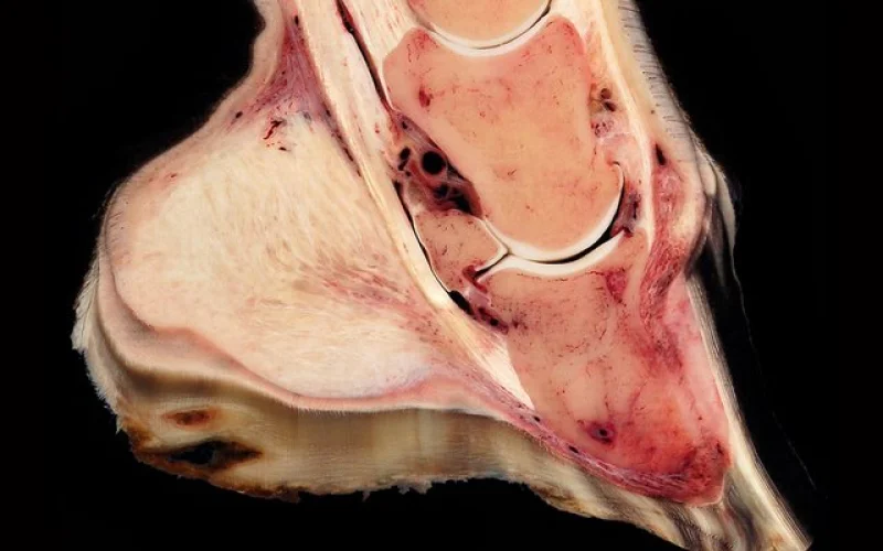 Infosura — 🩺 Cuidados y salud