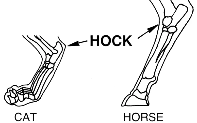 Jarrete — 🦴 Anatomía
