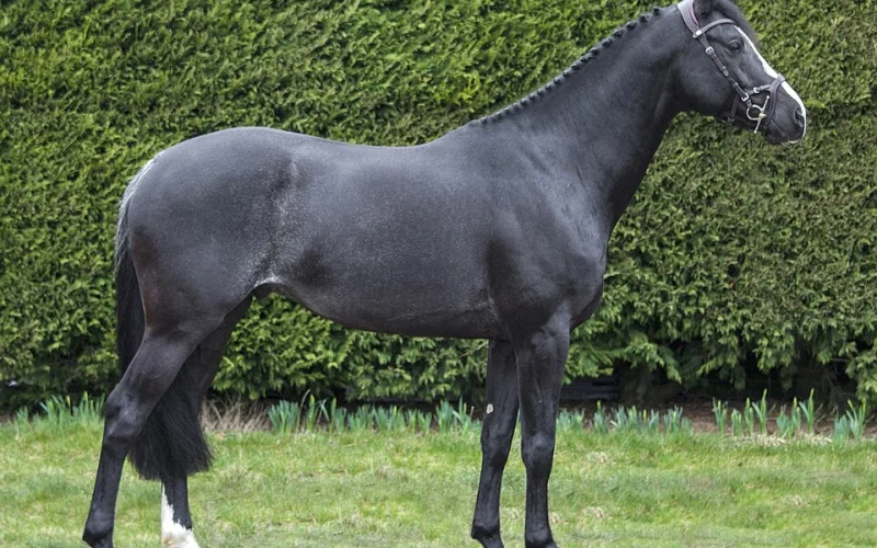 KWPN — 🧬 Razas y genética