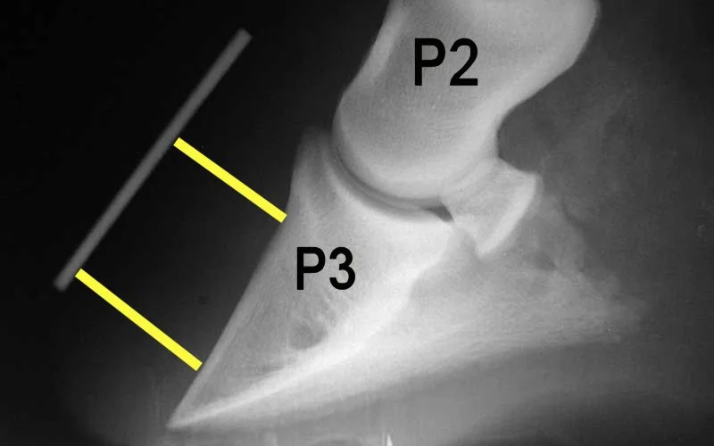 Laminitis — 🩺 Cuidados y salud
