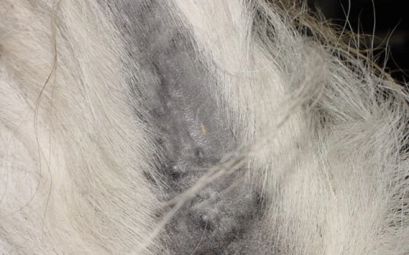 Melanoma equino — 🩺 Cuidados y salud