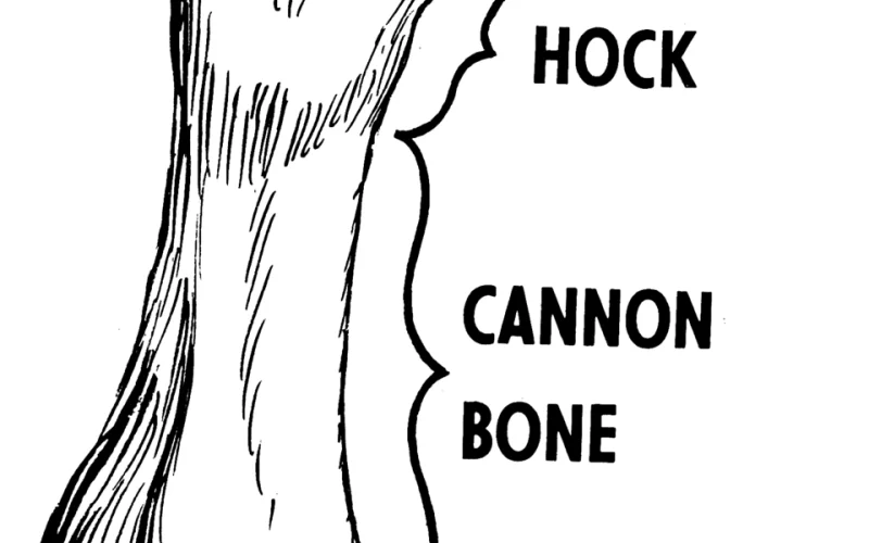 Menudillo — 🦴 Anatomía