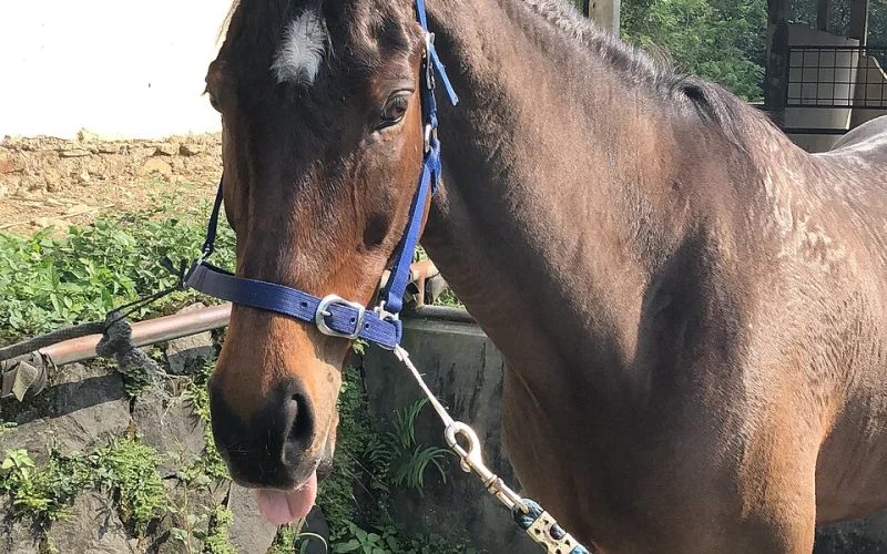 Mestizo equino — 🧬 Razas y genética