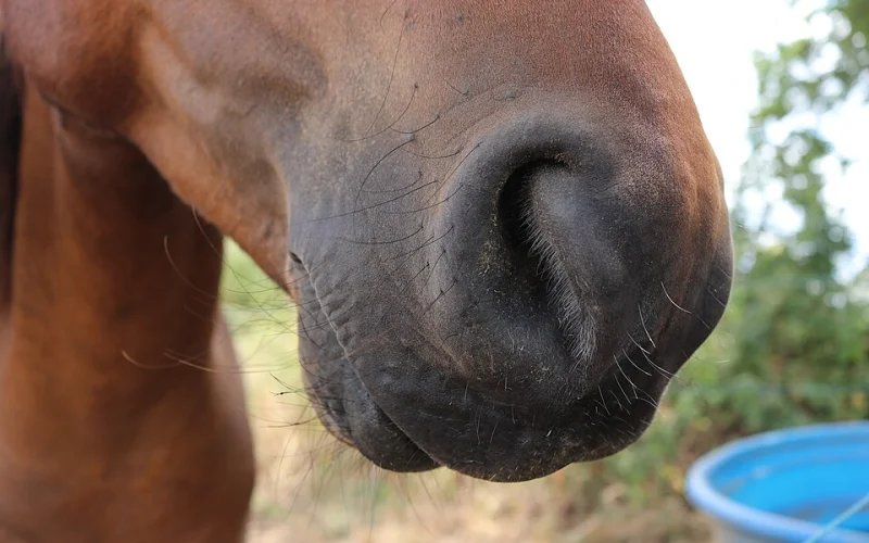 Ollar — 🦴 Anatomía