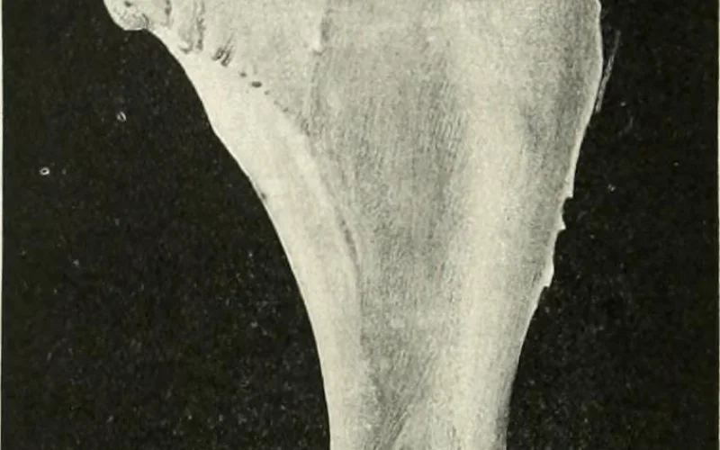 Paleta — 🦴 Anatomía