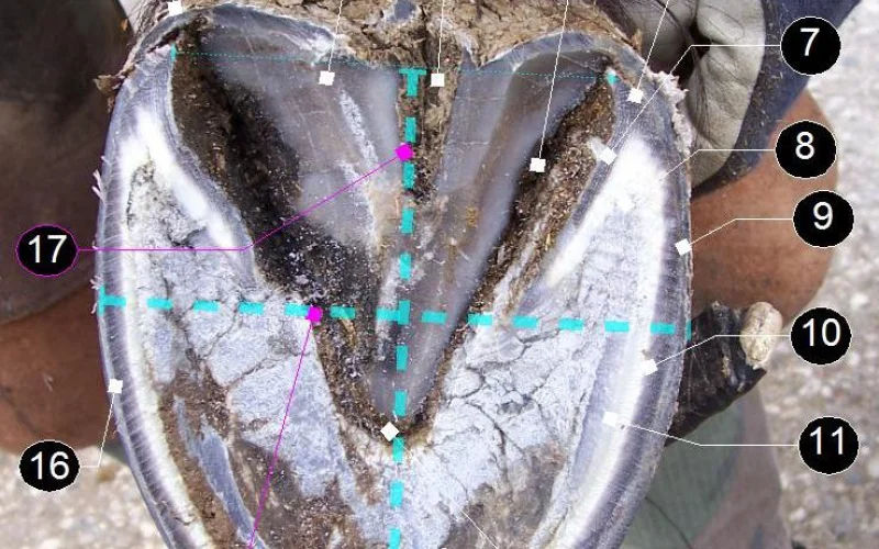 Palma del casco — 🦴 Anatomía