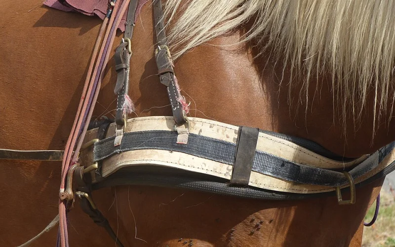 Peto protector — 🪖 Equipamiento