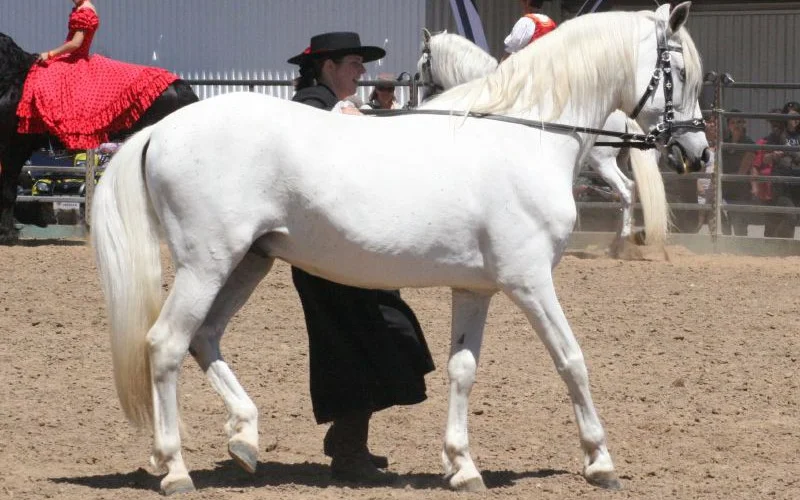Pura Raza Española — 🧬 Razas y genética