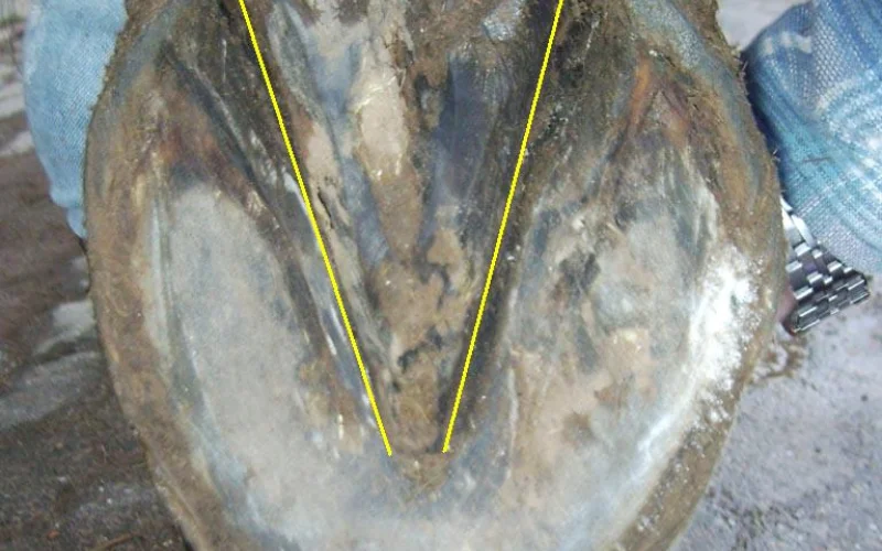 Ranilla — 🦴 Anatomía