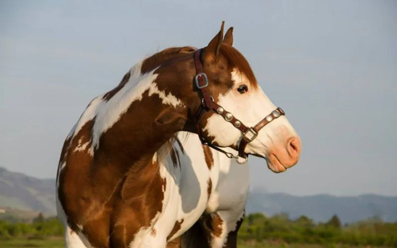 Ronzal — 🪖 Equipamiento