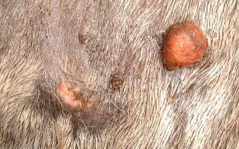 Sarcoide equino — 🩺 Cuidados y salud